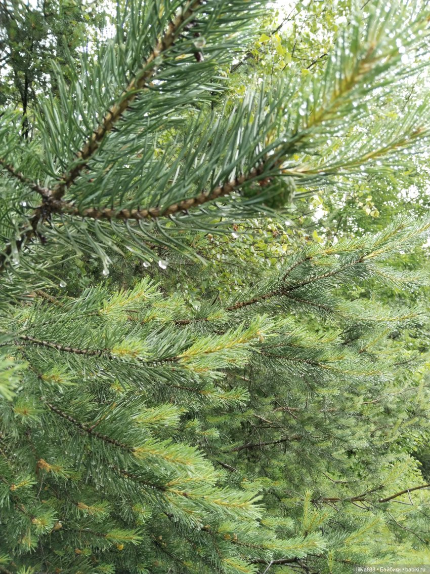 После дождя 🌿💦 (Из цикла Лето Лаванды) (фото 5)