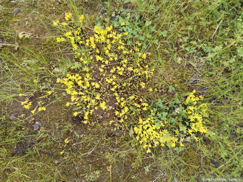 После дождя 🌿💦 (Из цикла Лето Лаванды)