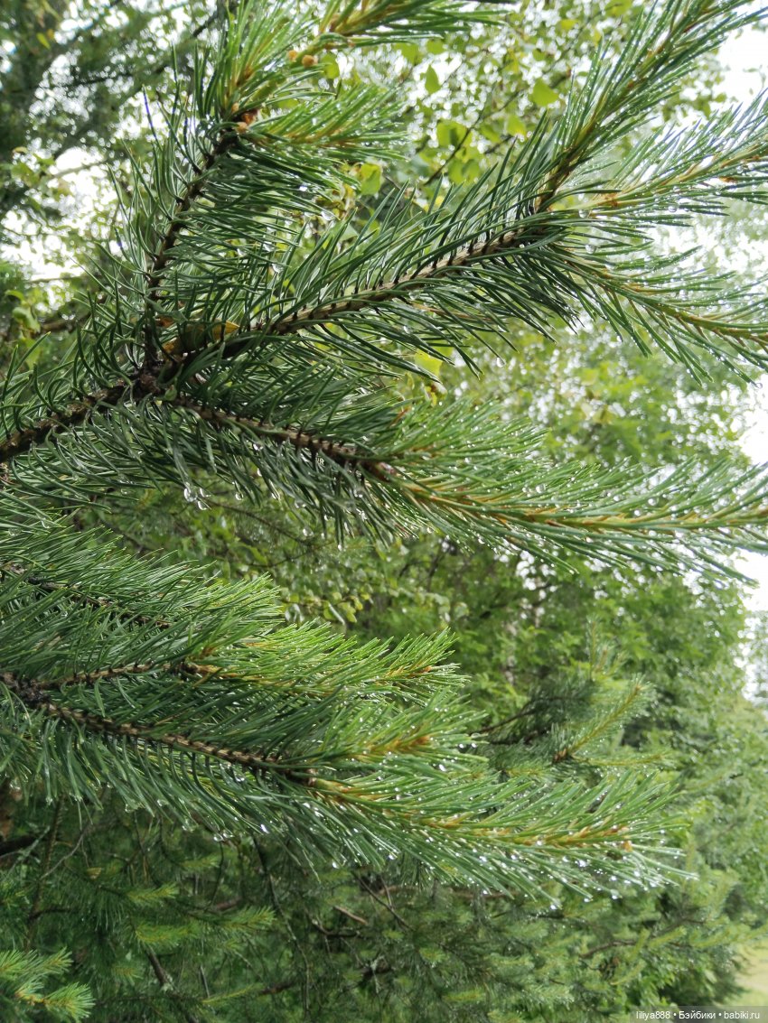 После дождя 🌿💦 (Из цикла Лето Лаванды) (фото 7)