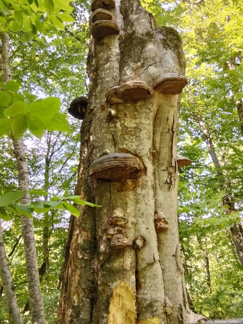 По горам, лесам и рекам (из цикла Лето Лаванды) | Бэйбики По горам, лесам и рекам (из цикла Лето Лаванды)