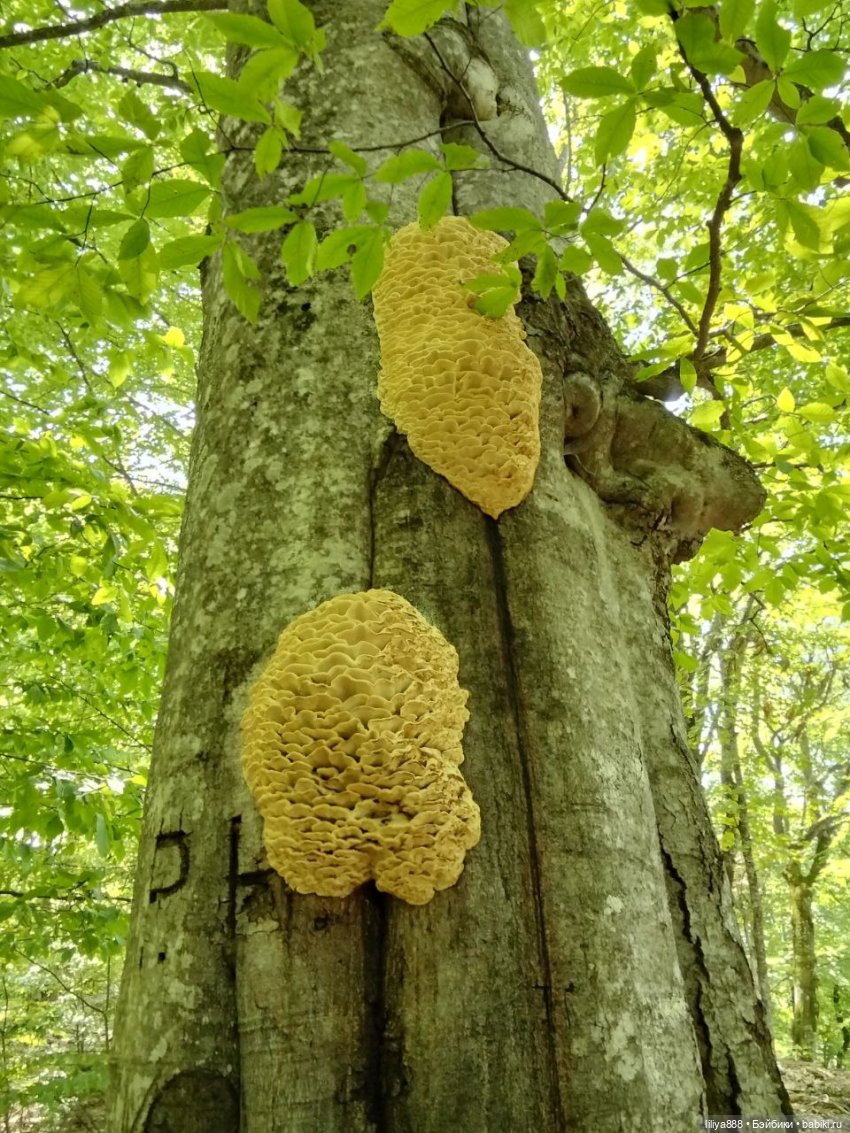 По горам, лесам и рекам (из цикла Лето Лаванды) | Бэйбики По горам, лесам и рекам (из цикла Лето Лаванды)