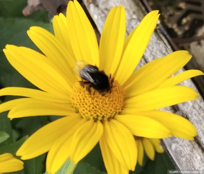 Солнышки для Солнышка 🌼☀️🌼 (фото 3)