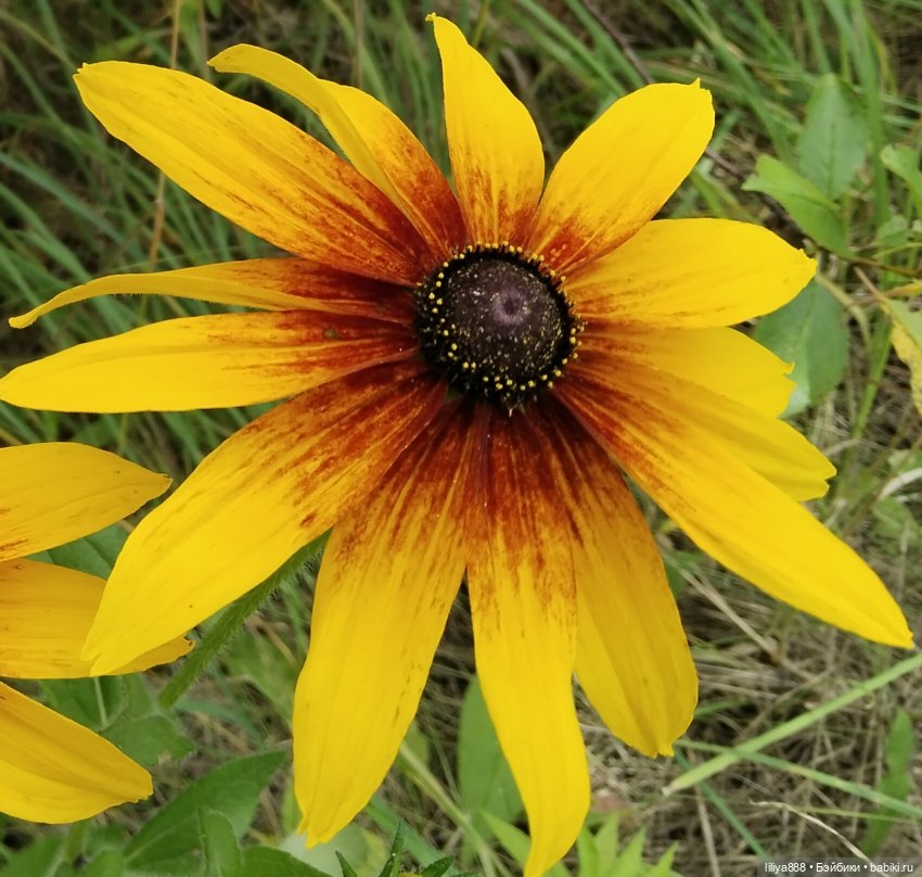 Солнышки для Солнышка 🌼☀️🌼