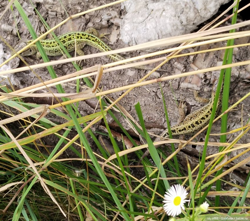 Солнышки для Солнышка 🌼☀️🌼