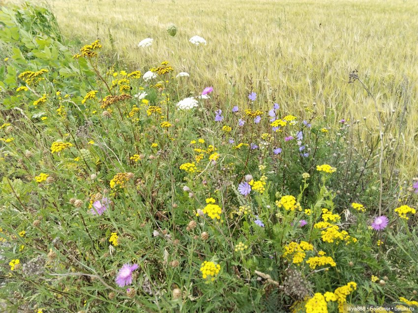 Солнышки для Солнышка 🌼☀️🌼