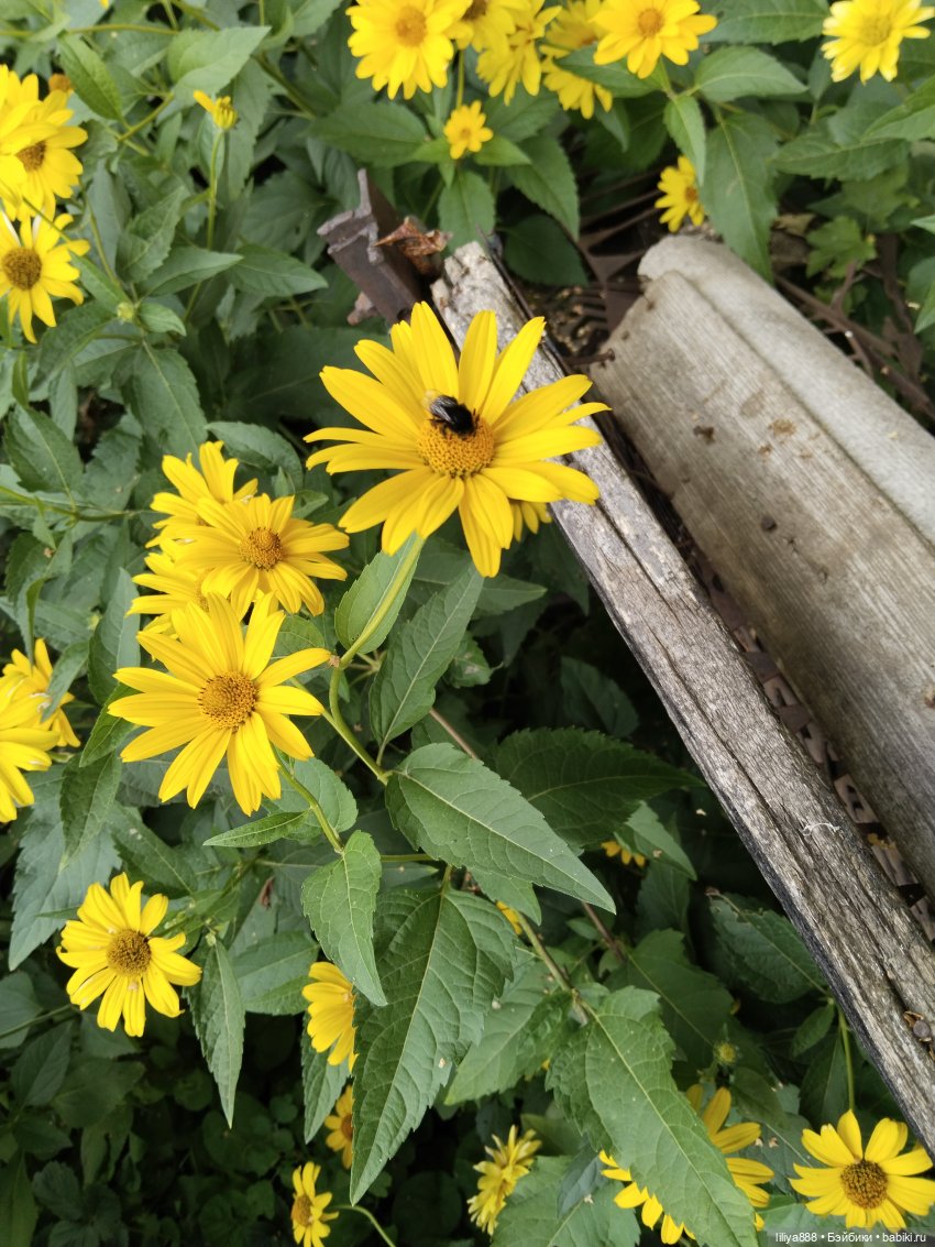 Солнышки для Солнышка 🌼☀️🌼 (фото 2)