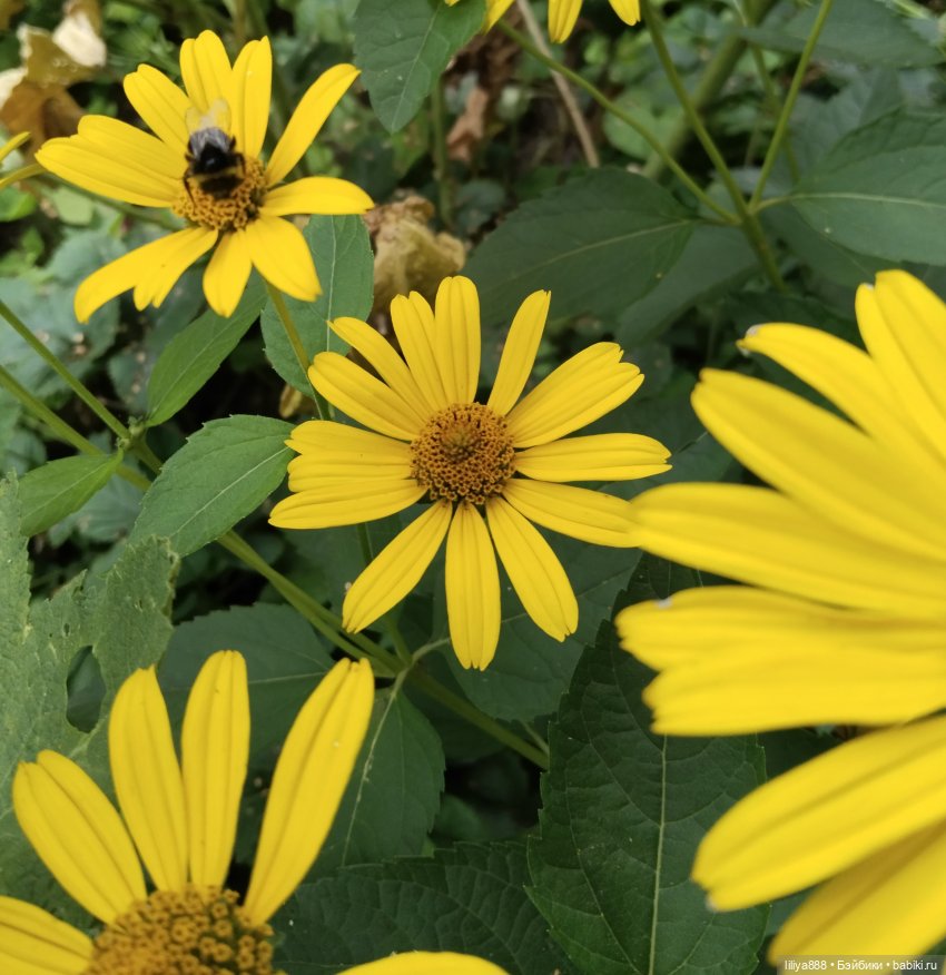 Солнышки для Солнышка 🌼☀️🌼