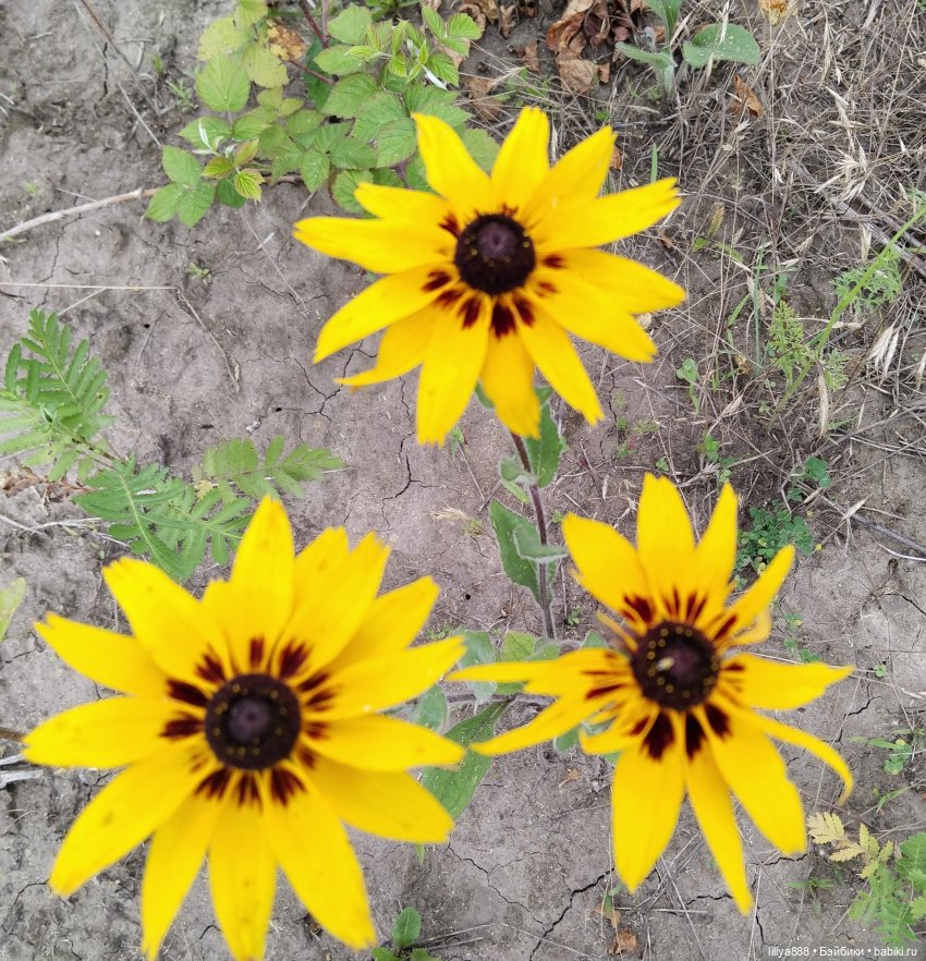 Солнышки для Солнышка 🌼☀️🌼