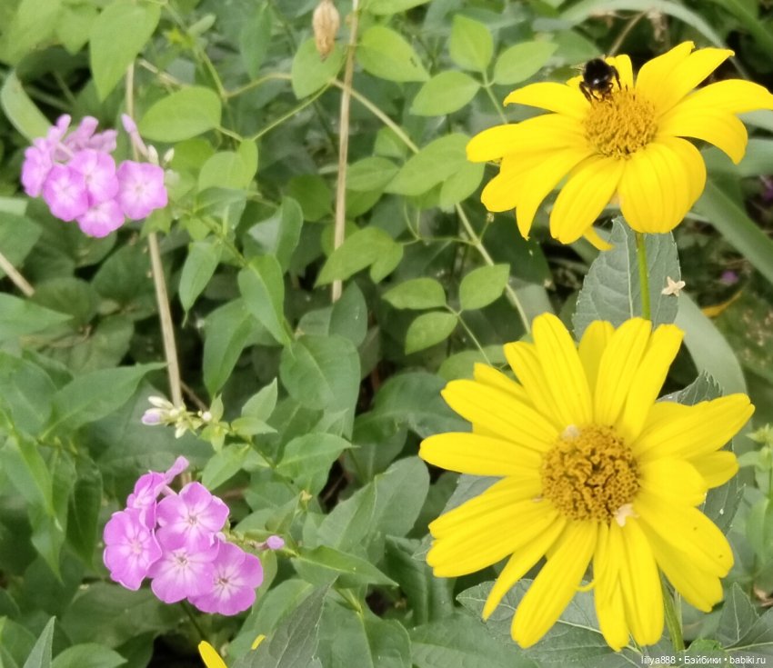 Солнышки для Солнышка 🌼☀️🌼 (фото 5)