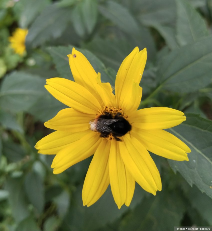Солнышки для Солнышка 🌼☀️🌼 (фото 10)