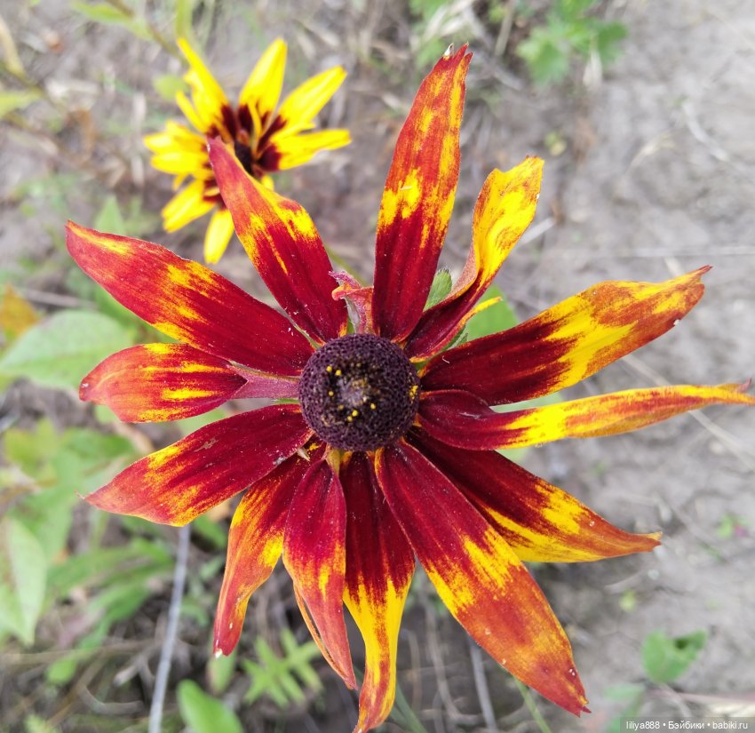 Солнышки для Солнышка 🌼☀️🌼