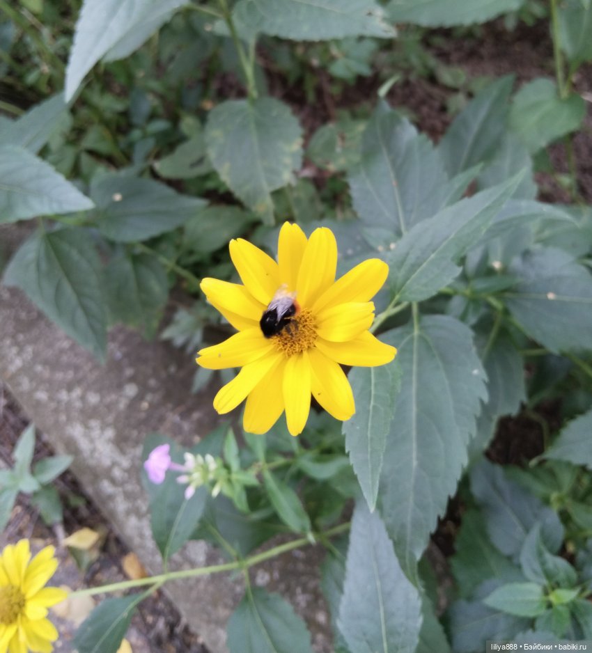 Солнышки для Солнышка 🌼☀️🌼 (фото 4)