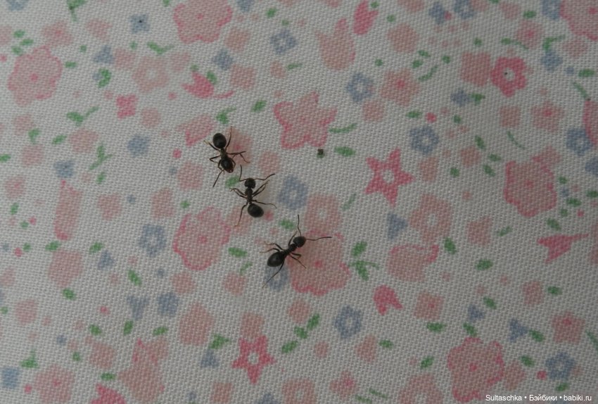 "Августфест" - 2021, Вильгельм Буш, «Макс и Мориц»