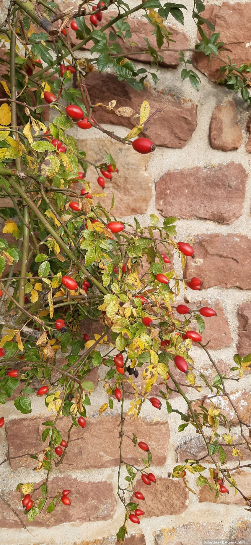 Моника в Хайдельберге — Туризм и путешествия: фотоотчеты из поездок