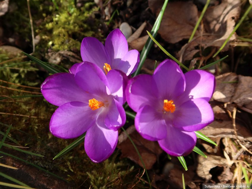 Весенняя Синди — Куклы Sindy (Синди) и Tammy (Тамми): винтаж
