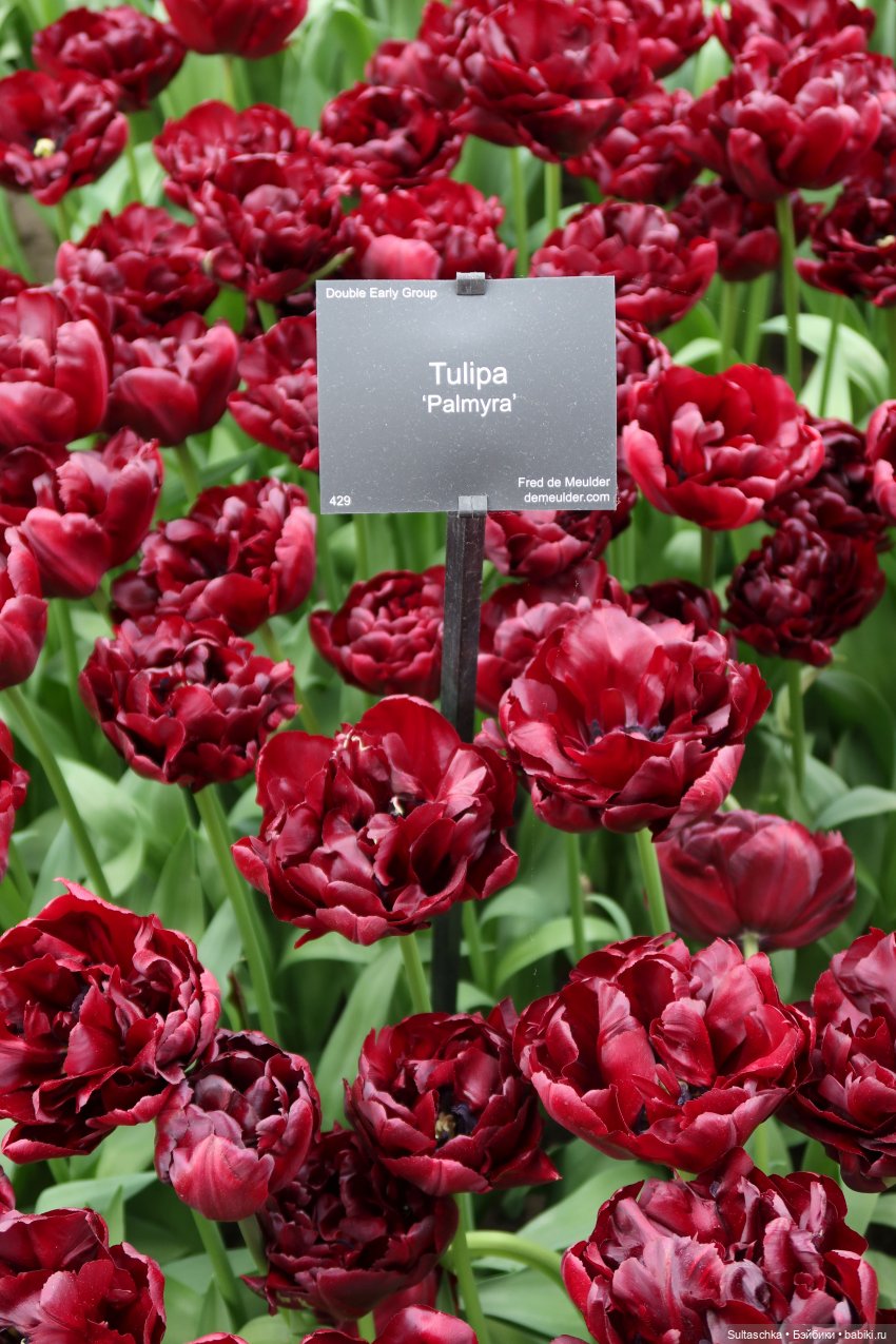 Голландия, Вермеер и цветы | Бэйбики Голландия, Вермеер и цветы