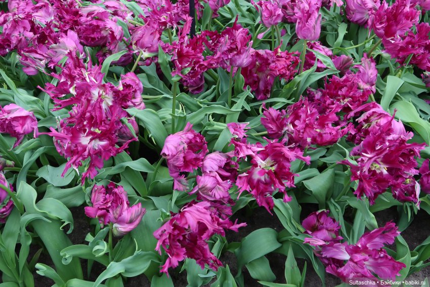 Голландия, Вермеер и цветы | Бэйбики Голландия, Вермеер и цветы