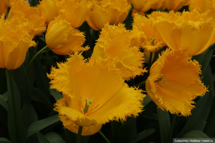 Голландия, Вермеер и цветы | Бэйбики Голландия, Вермеер и цветы