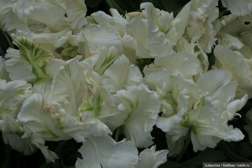 Голландия, Вермеер и цветы | Бэйбики Голландия, Вермеер и цветы