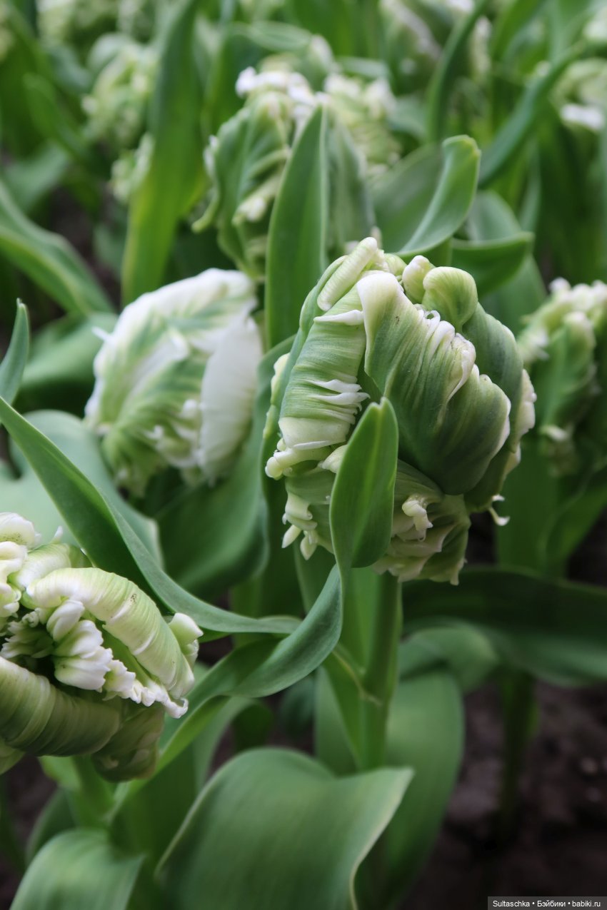 Голландия, Вермеер и цветы | Бэйбики Голландия, Вермеер и цветы