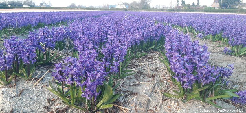 Голландия, Вермеер и цветы | Бэйбики Голландия, Вермеер и цветы