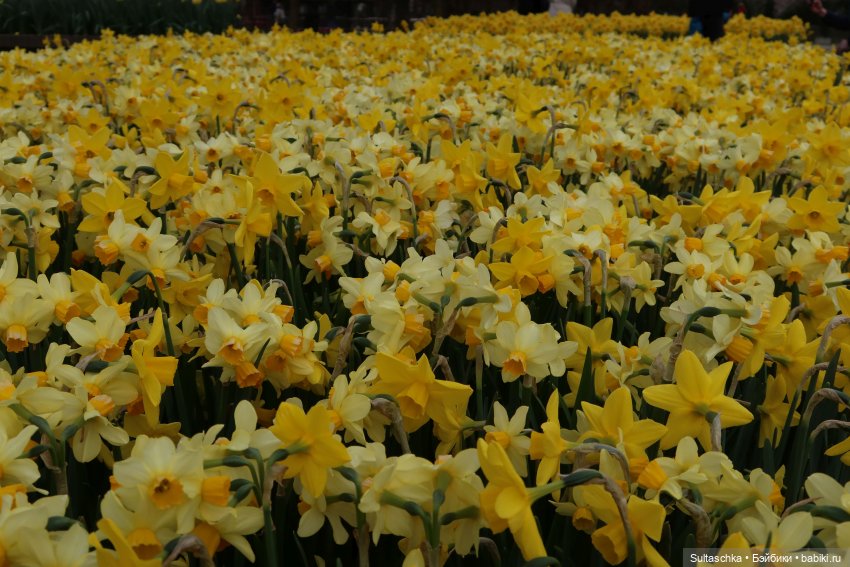 Голландия, Вермеер и цветы | Бэйбики Голландия, Вермеер и цветы