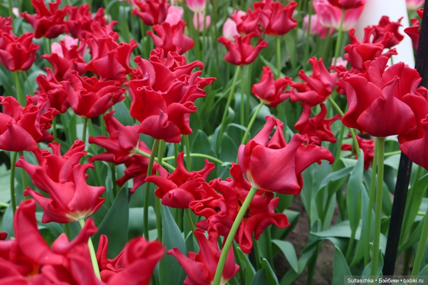 Голландия, Вермеер и цветы | Бэйбики Голландия, Вермеер и цветы