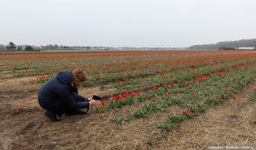 Голландия, Вермеер и цветы | Бэйбики Голландия, Вермеер и цветы