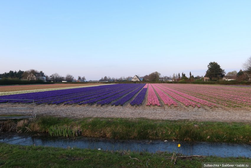 Голландия, Вермеер и цветы | Бэйбики Голландия, Вермеер и цветы