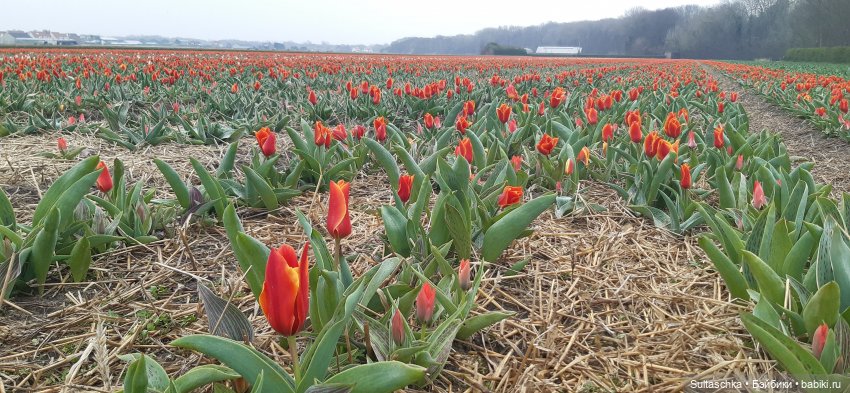 Голландия, Вермеер и цветы | Бэйбики Голландия, Вермеер и цветы