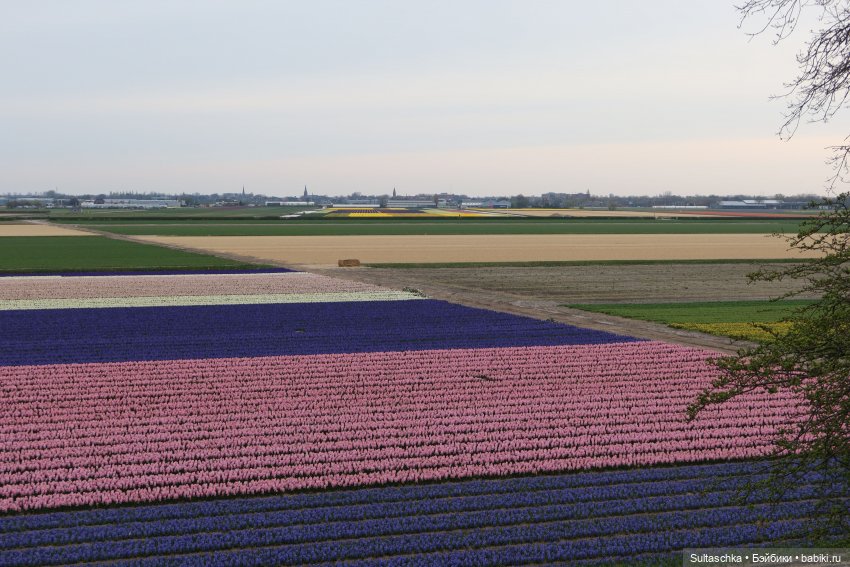 Голландия, Вермеер и цветы | Бэйбики Голландия, Вермеер и цветы