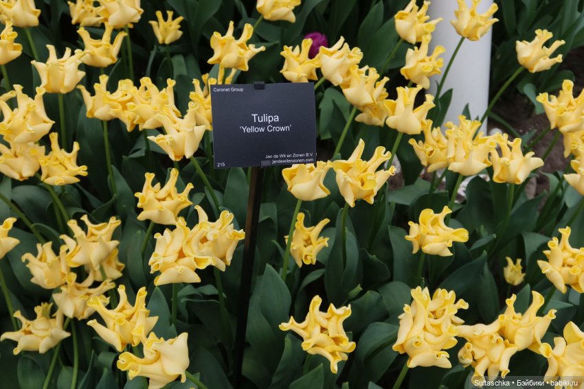 Голландия, Вермеер и цветы | Бэйбики Голландия, Вермеер и цветы