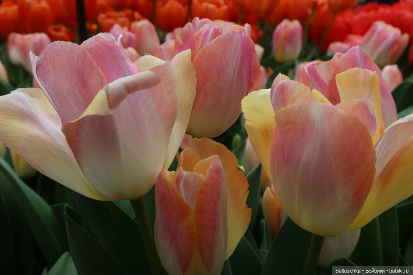 Голландия, Вермеер и цветы | Бэйбики Голландия, Вермеер и цветы