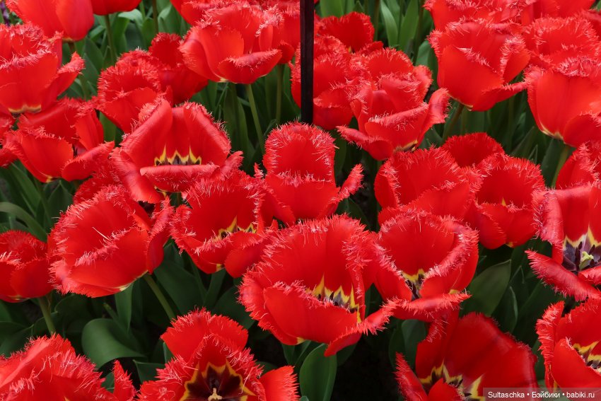 Голландия, Вермеер и цветы | Бэйбики Голландия, Вермеер и цветы