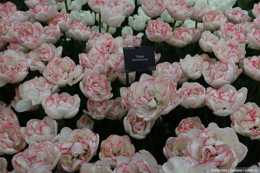 Голландия, Вермеер и цветы | Бэйбики Голландия, Вермеер и цветы