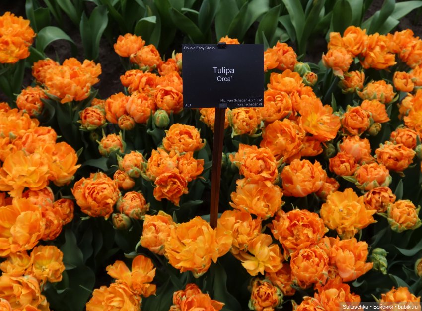 Голландия, Вермеер и цветы | Бэйбики Голландия, Вермеер и цветы