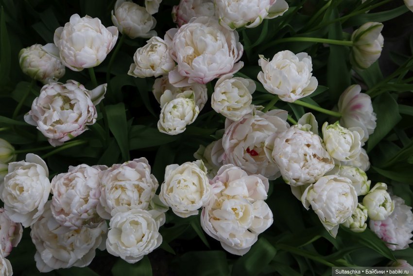 Голландия, Вермеер и цветы | Бэйбики Голландия, Вермеер и цветы