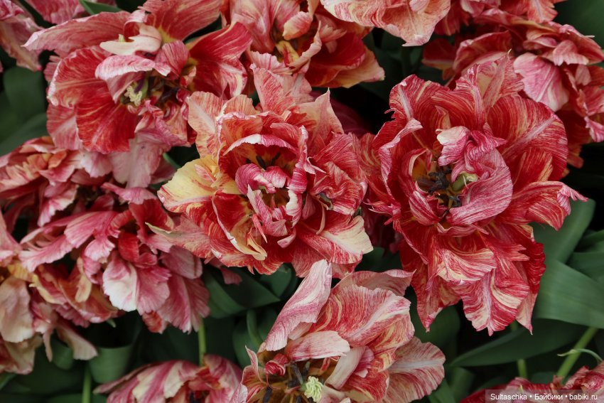 Голландия, Вермеер и цветы | Бэйбики Голландия, Вермеер и цветы