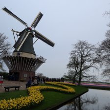 Голландия, Вермеер и цветы