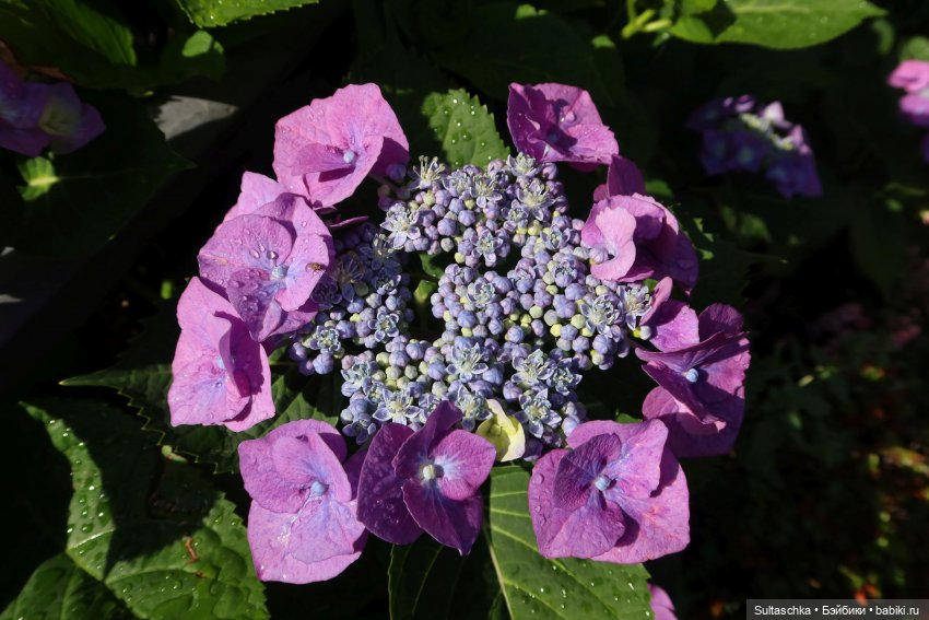 Светские хроники. Где побывала герцогиня