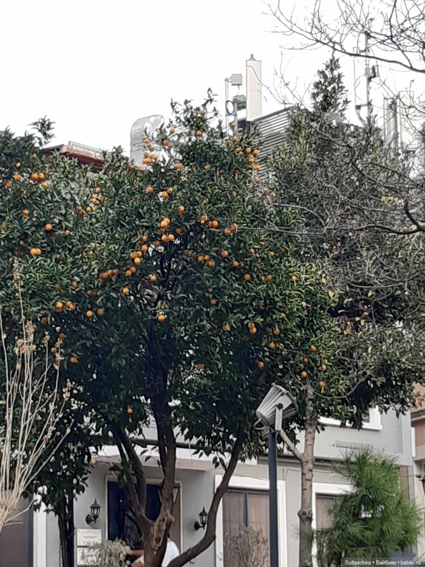 Зимний Стамбул и Люсенька