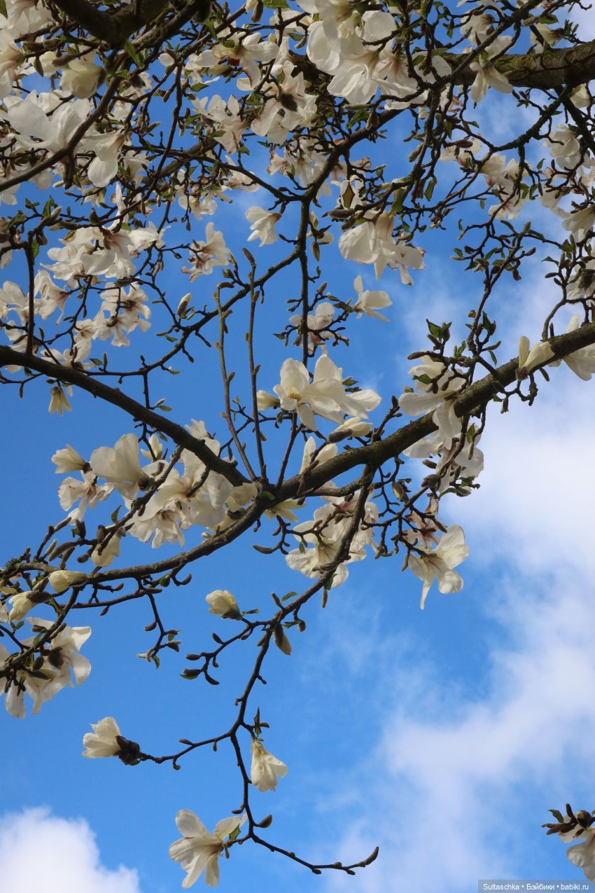 Грезы Сержа или сон весенним вечером