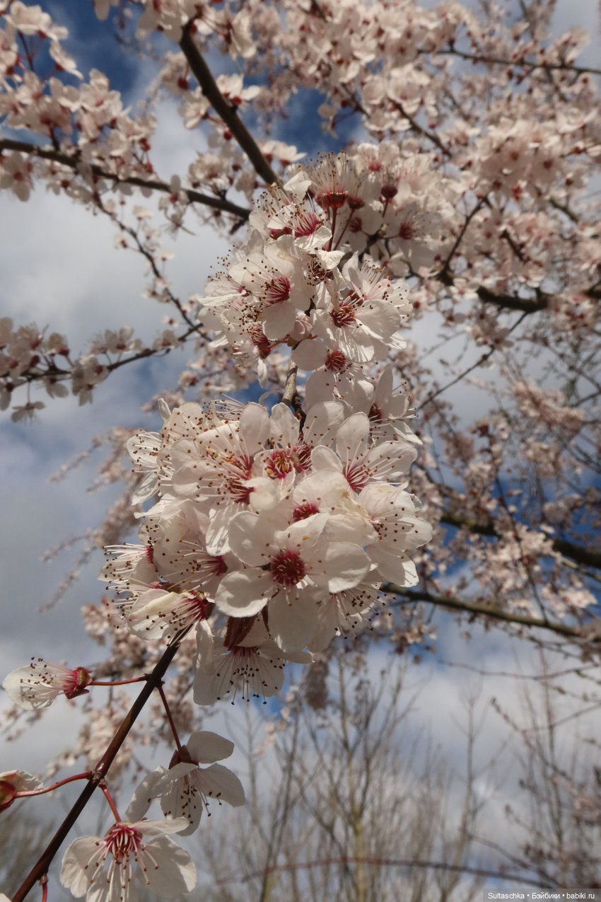 Грезы Сержа или сон весенним вечером