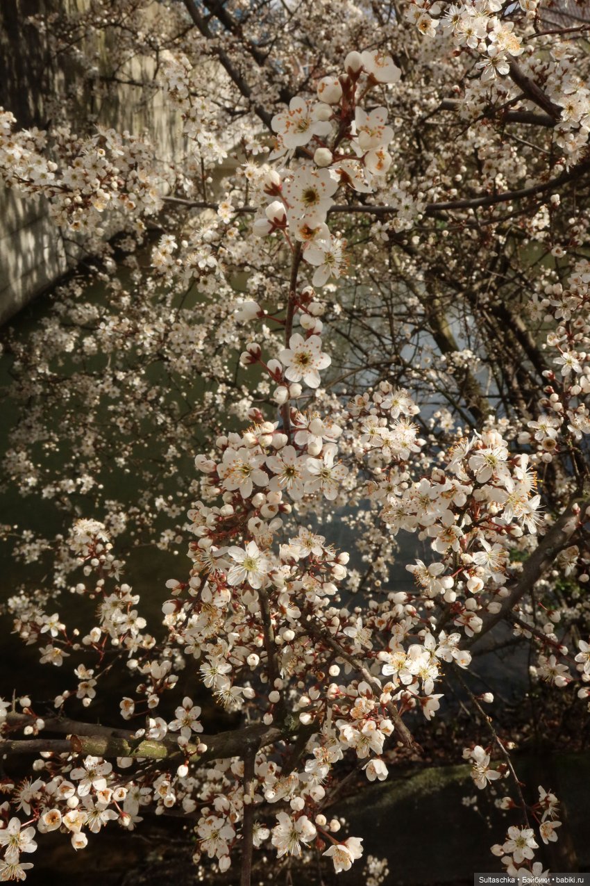 Грезы Сержа или сон весенним вечером