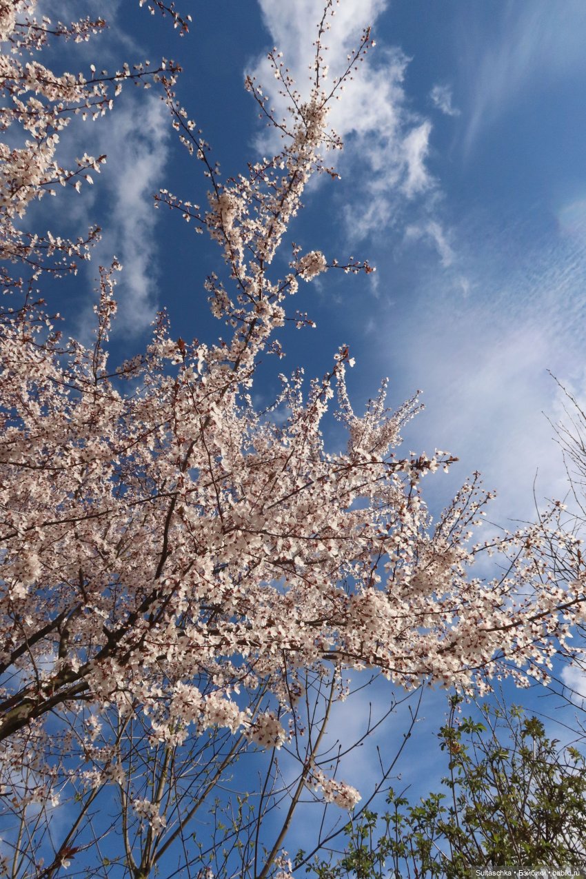 Грезы Сержа или сон весенним вечером