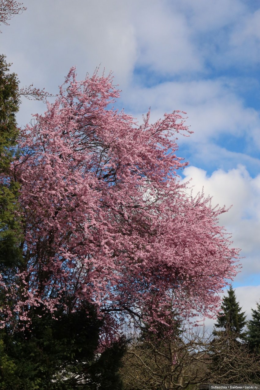 Из-под плинтуса — Аналоги Барби и куклы 1/6: клоны 90 (фото 2)