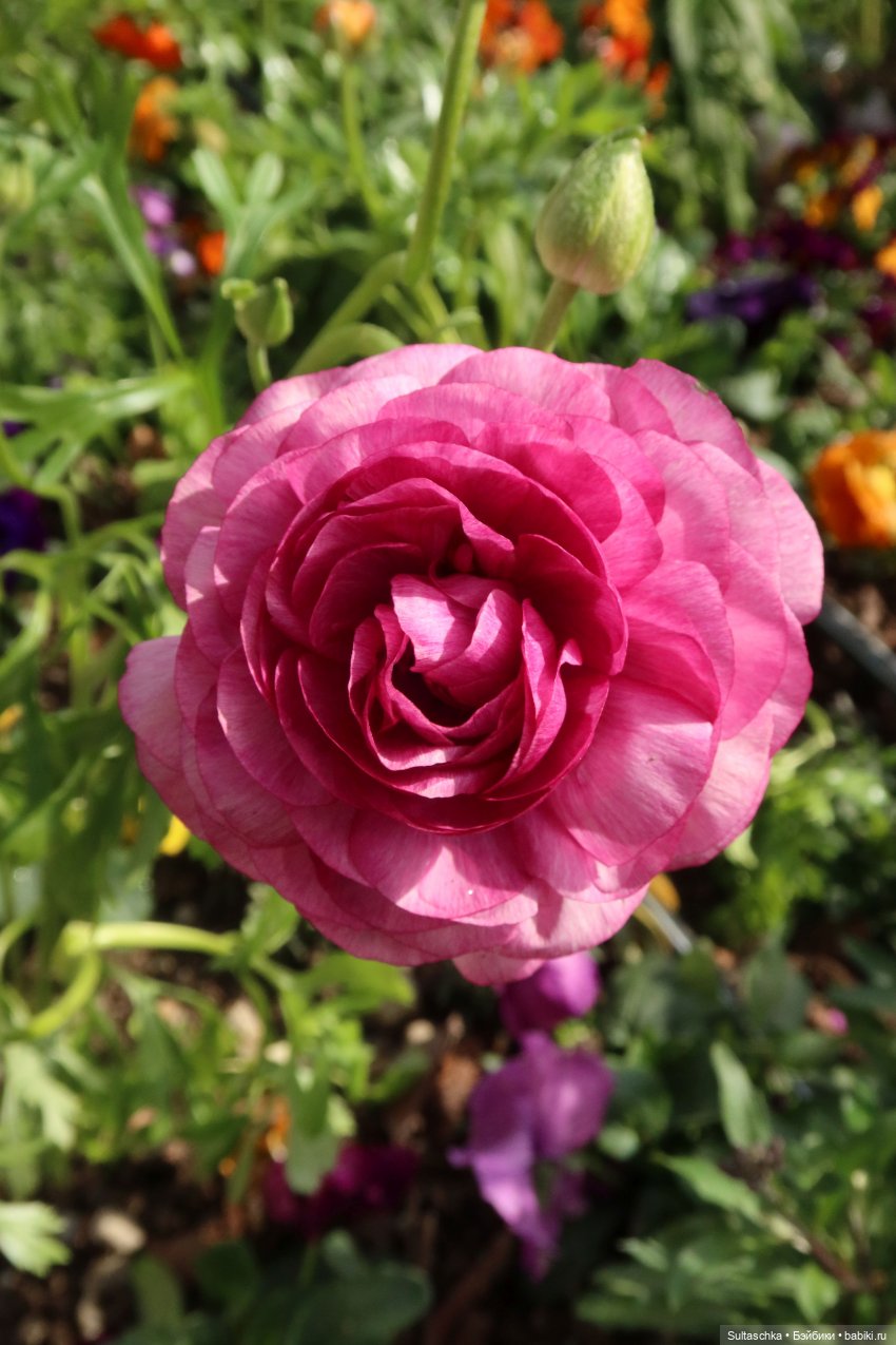 Из-под плинтуса — Аналоги Барби и куклы 1/6: клоны 90