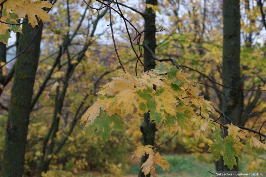 Женевьева и Серж. И снова прощание