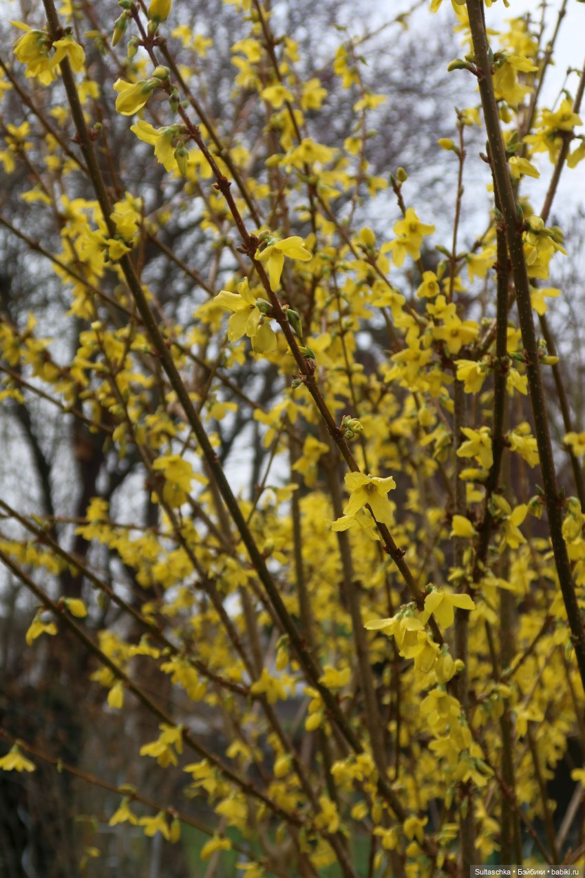 Поиск тел для Топси и Штепселя Буш