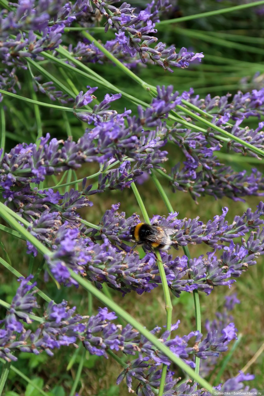 Все-превсе на букву "Ш" — Куклы Barbie (Барби): Looks